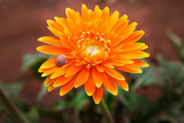 Orange Flower 