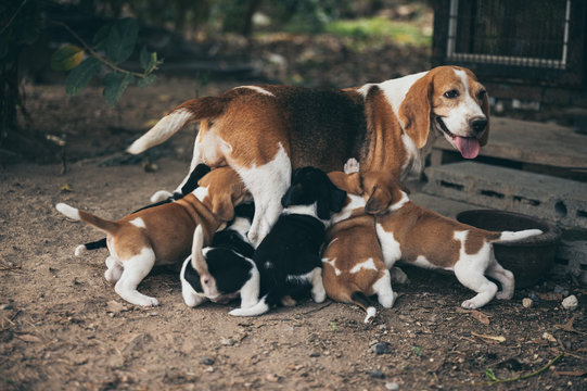 The mother dog is feeding the puppy, begle puppy dogs