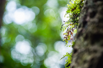 small plant in tropical rain forest, environmental and nature conservation concept