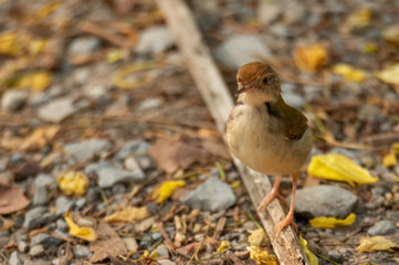 small bird living in the nature, common bird around the home