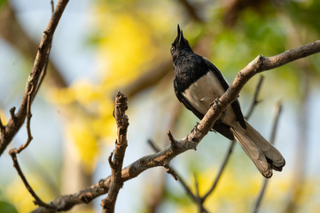 small bird living in the nature, common bird around the home