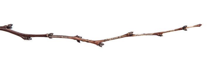 dry apricot tree branches on a white background