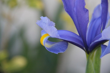 Blue Iris spring flower bud close up