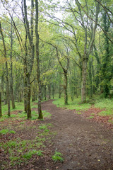 a path through an oak forest
