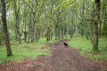 Fototapeta na wymiar black dog path through an oak forest