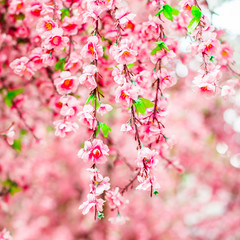 Fototapeta na wymiar Artificial Sakura flowers for decorating japanese style. Spring blossom. Image has shallow depth of field.