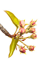 Part of a pear tree branch with blooming flowers. on a white background