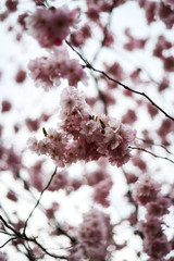 Beautiful close-up bokeh view of beautiful pink sakura branch in early spring cloudy day.