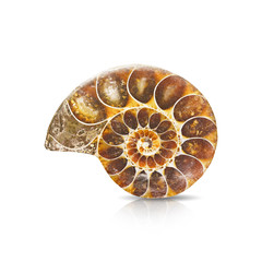 Ammonite fossil shell isolated on white background.This has clipping path. © Sanit