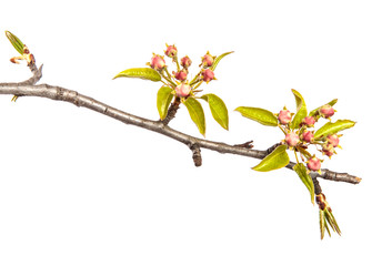 Part of a pear tree branch with blooming flowers. on a white background