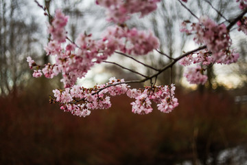 Beautiful close-up bokeh view of beautiful pink sakura branch in early spring cloudy day.