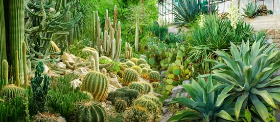 Foto op Plexiglas Cactus Panorama van verschillende cactussen en andere vetplanten in de botanische tuin