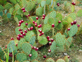 Thicket of the coastal prickly pear with fruits