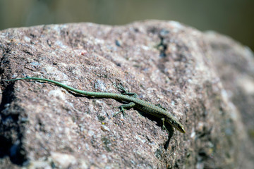 Green lizard on a gray stone in the sun.