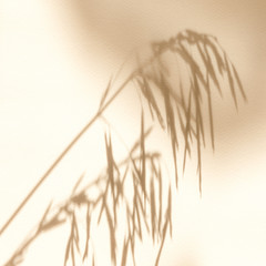 Summer background of shadows tree on a white wall. White and Black for overlaying a photo or mockup