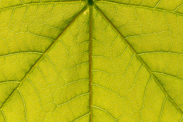 light green leave backlit from the sun, texture backdrop, fine details