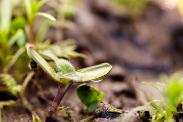 Small green seedling with water drop on the leaves after a light spring rain, diffuse light, macro, close up