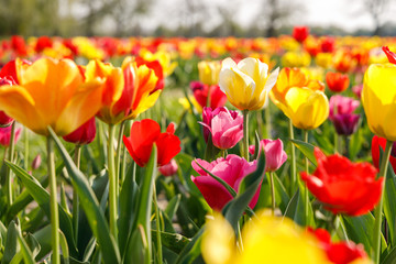Red, yellow, orange and purple tulips on a field in bright sunlight in april or early spring, side view with sky and trees, landscape