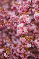 Blooming branches of sakura for background or wallpapers.