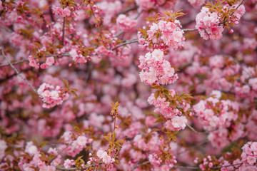 Blooming branches of sakura for background or wallpapers.