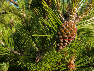 Small pine with a lot of big cones in forest