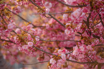 Blooming branches of sakura for background or wallpapers.