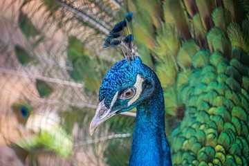 Obraz premium Head of peacock bird with beautiful green tail.