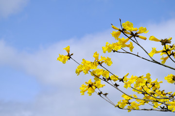 晴れの日の雲とイペーの花