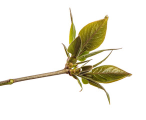 Fragment of a branch of a lilac bush with green young leaves. on a white background