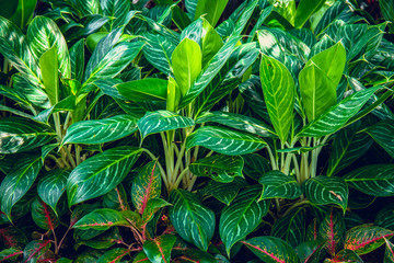 Soft light Green leaves background for design backdrop.