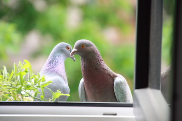 Zwei Tauben schauen neugierig durch ein offenes Fenster, Mannheim, Frühjahr 2019 