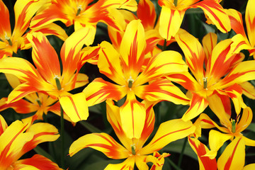 orange lily flowers