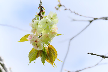 ぶら下がるウコン桜