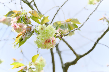 黄色の可愛いウコン桜