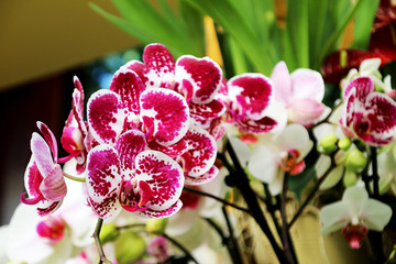 pink orchid on green