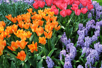 colorful tulips in the garden