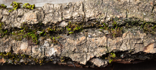 Background of tree bark, texture
