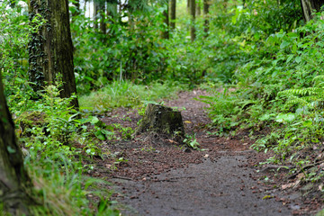 森の遊歩道の真ん中にある切り株