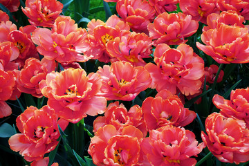 red tulips