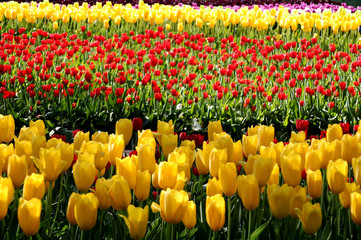 yellow and red tulips