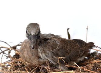 The cute little spotted dove or (spilopelia chinensis) or mountain dove or pearl-necked dove or lace-necked dove or spotted turtle-dove lying in a nest on a white background.