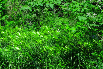 Greens and shrubs have grown up in the forest