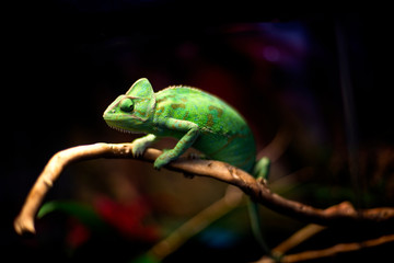 chameleon on a branch