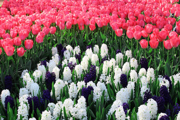 pink and white tulips
