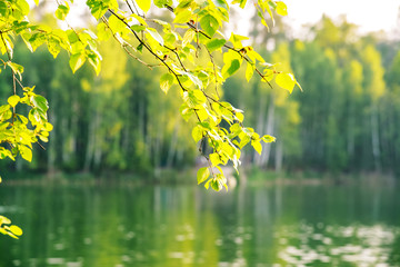 Birch branch with young foliage in the sunlight on the expanse of water of a forest lake