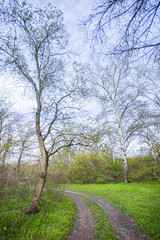 Winding road in the forest