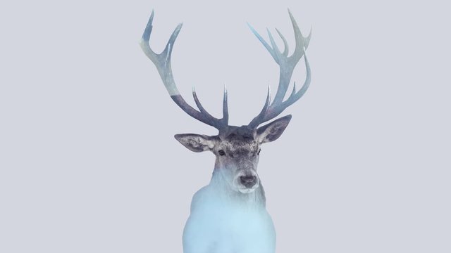 Double exposure cinemagraph of an antler and it's habitat and fog. 