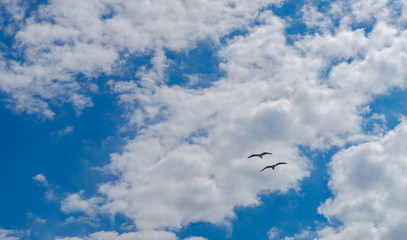 CLOUDY SKY WITH SEAGULLS IN SPRING