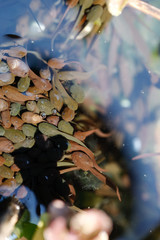 Mehrere Kaulquappen unter der Wasseroberfläche in wildem Gewässer mit Reflexion