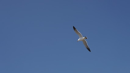 푸른 하늘을 날고있는 갈매기